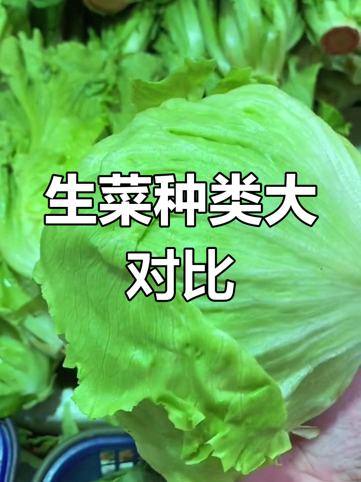 球生菜与叶生菜的差异解析,如何选择最适合你的沙拉