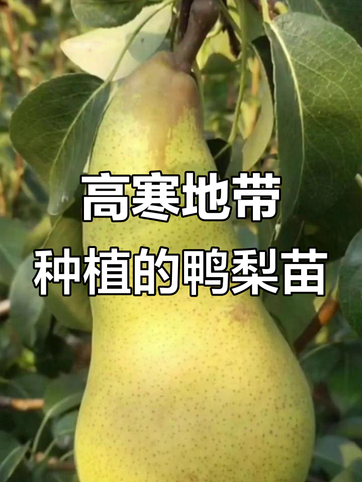 鸭梨苗:耐寒、自花授粉,第二年结果