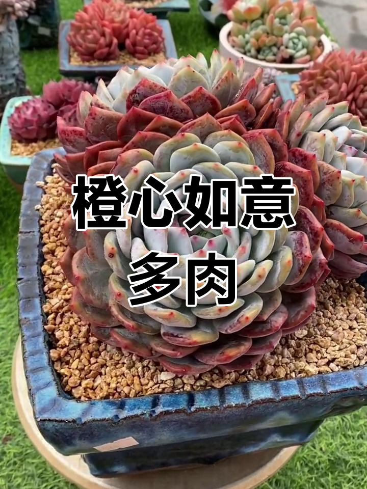 多肉植物养护技巧:橙梦露与大橙子寓意解析