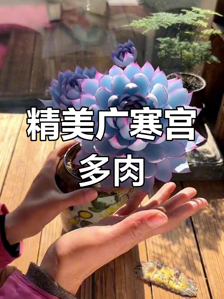 广寒宫多肉造型惊艳,细节到位让人惊叹