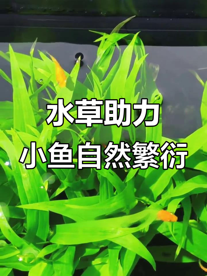 这种水草竟然能隔离小鱼,自然繁殖不再难