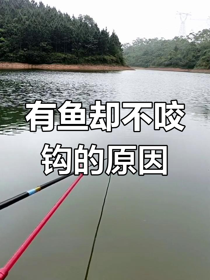 钓鱼时窝子有鱼星泡却无口?这些原因你可能没注意到