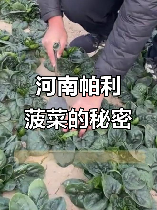 河南帕利菠菜：甜到不敢信，冬天最美味的蔬菜