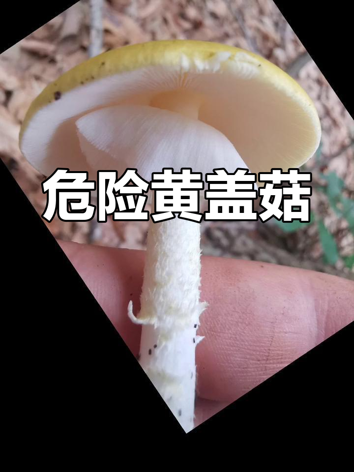 黄盖鹅膏菌:东亚剧毒蘑菇的警示