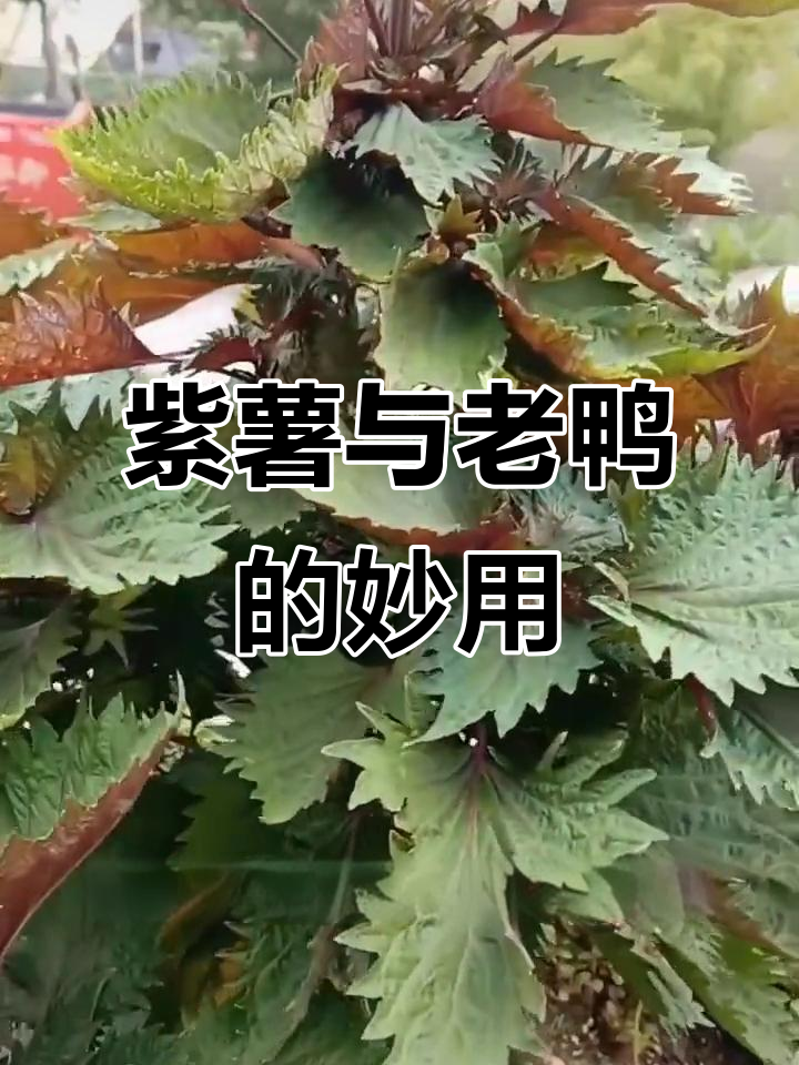 紫薯的神奇用途,三年老鸭也能这样搭配!