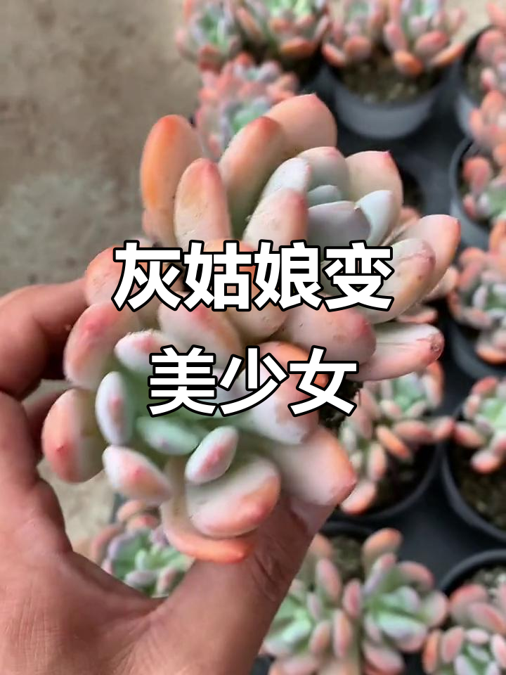 这是灰姑娘还是美少女?多肉植物的美妙变身