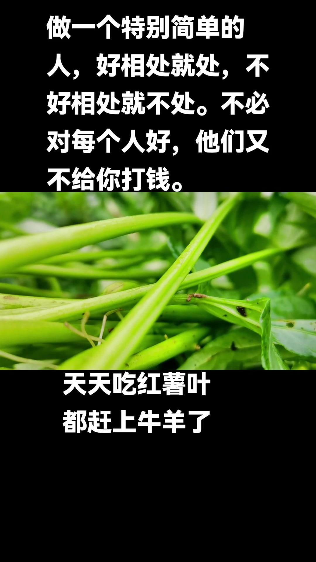 做一个特别简单的人,好相处就处,不好相处就不处。不必对每个人好,他们又不给你打钱 我的乡村