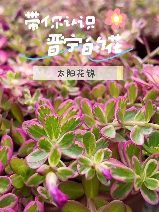 带你认识晋宁的花——太阳花锦 有一种叫云南的生活 云南鲜花 我家晋宁美