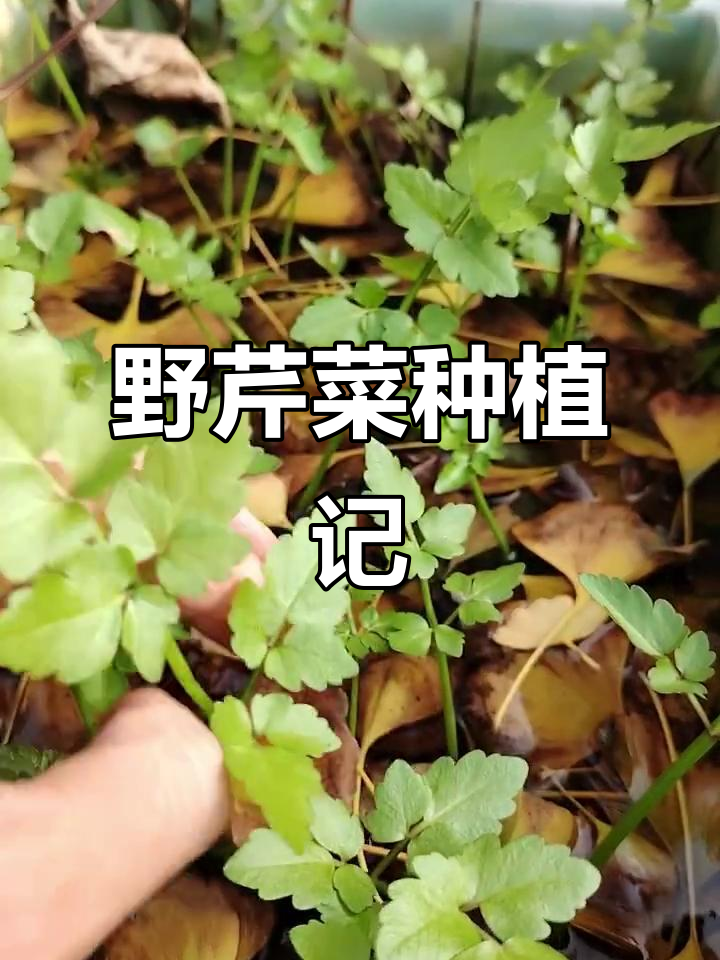 水芹:南方常见蔬菜,清香细长,林间溪地生长旺盛