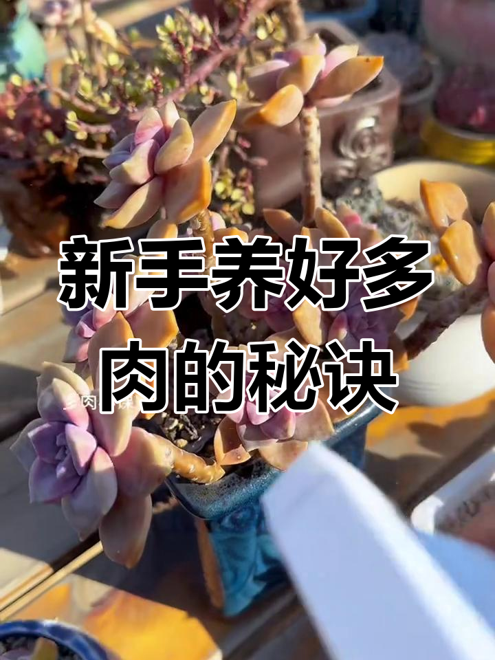 多肉植物常见病害及防治方法,新手必看!