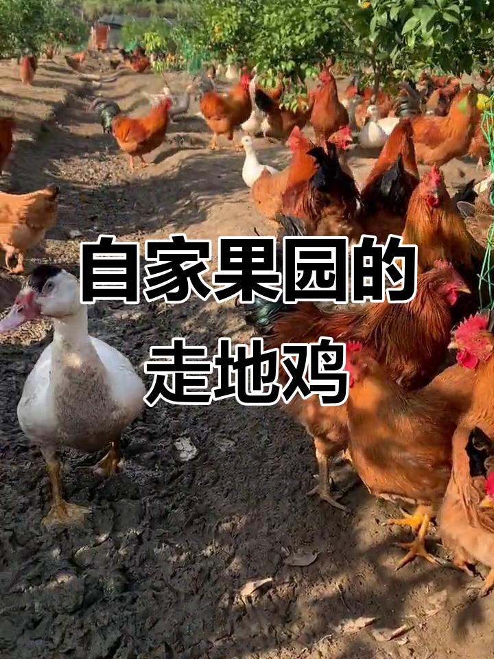 自家果园走地鸡，现场实拍！