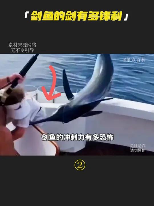 剑鱼的“剑”有多锋利?为什么它靠近船时要剪线?百科 科普 剑鱼 冷知识 动物