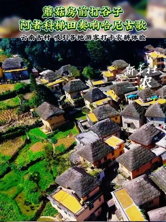 蘑菇房前打谷子,阿者科梯田奏响哈尼古歌。云南古村,吸引各地游客打卡农耕体验