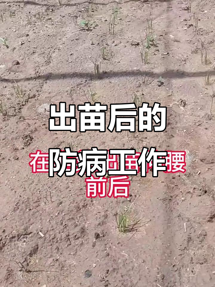 韭菜出苗后,病害防治的关键一步
