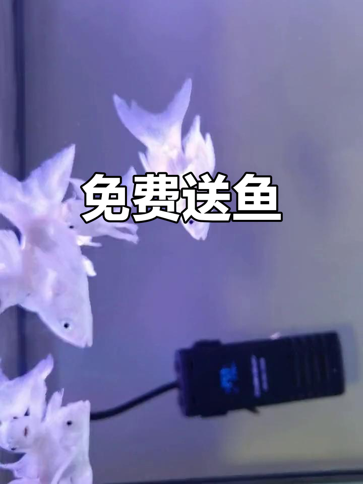 七条蝴蝶鱼,四条淘汰送人!