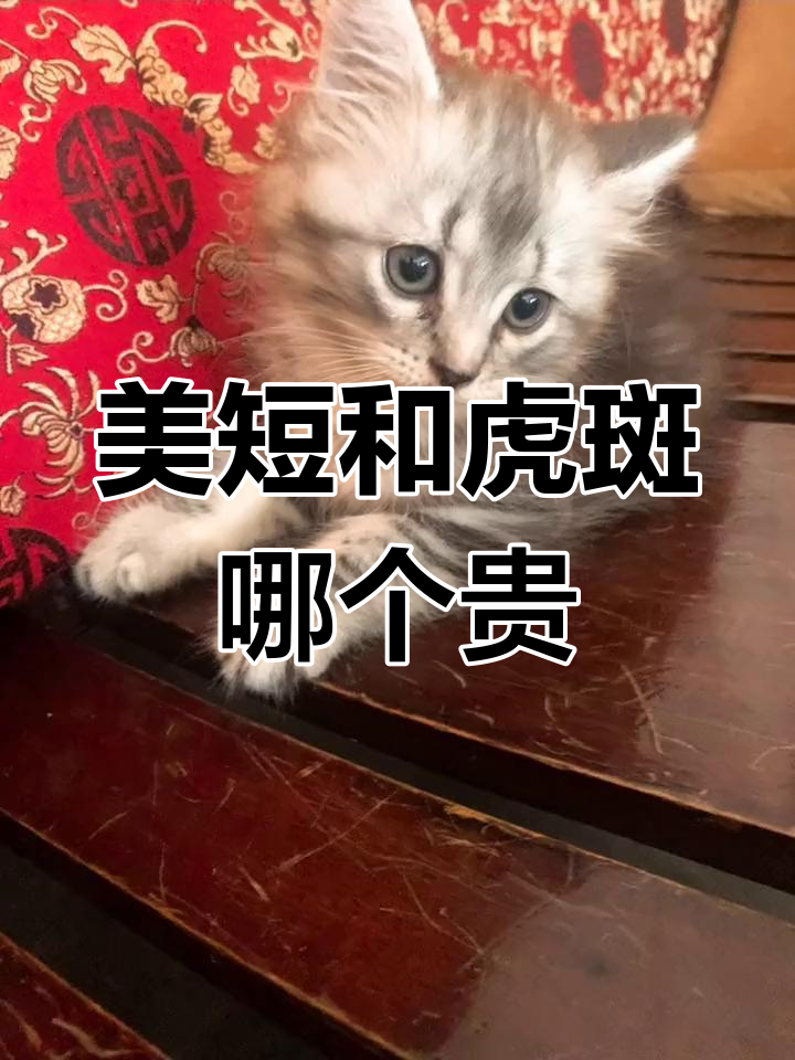 虎斑猫与鱼骨纹美短的价格差异