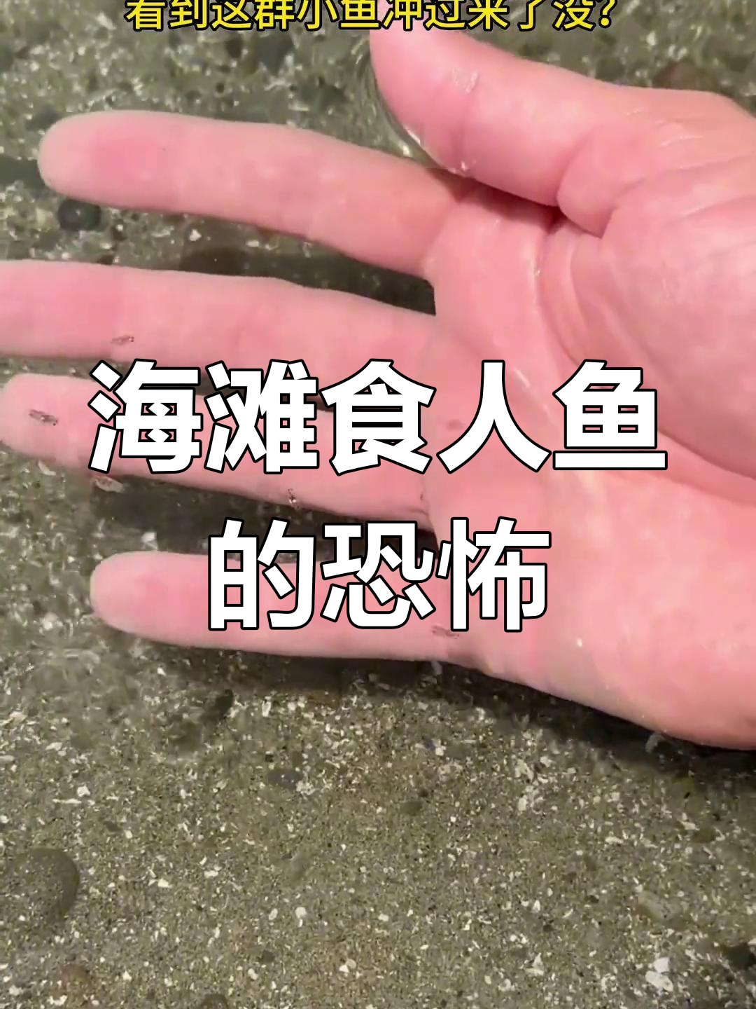 海滩上的“食人鱼”,咬破皮肤让人无法忍受