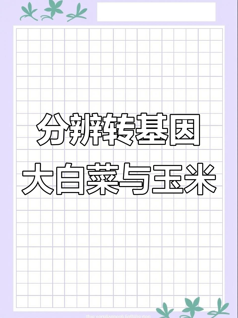 如何区分转基因与非转基因大白菜和玉米,教你一招轻松辨别