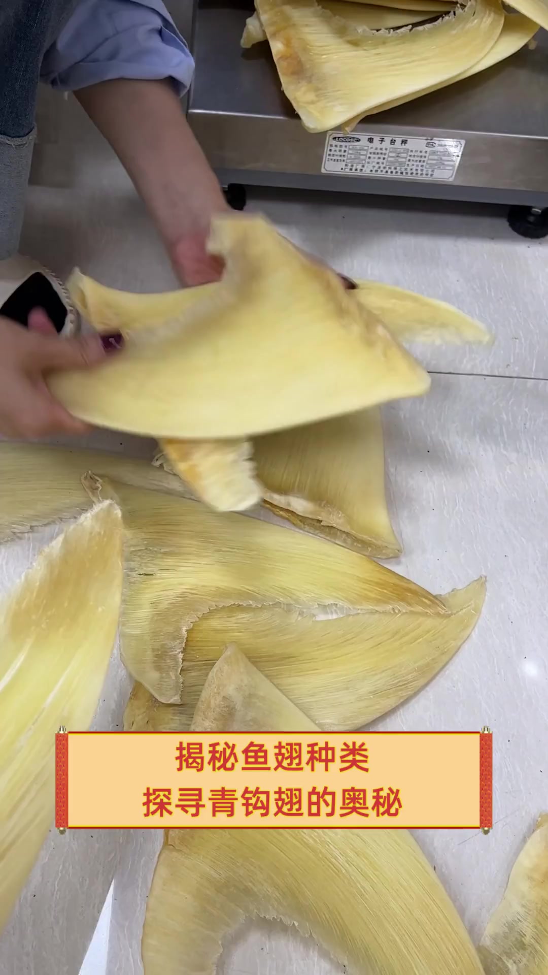 揭秘鱼翅种类,探寻青钩翅的奥秘