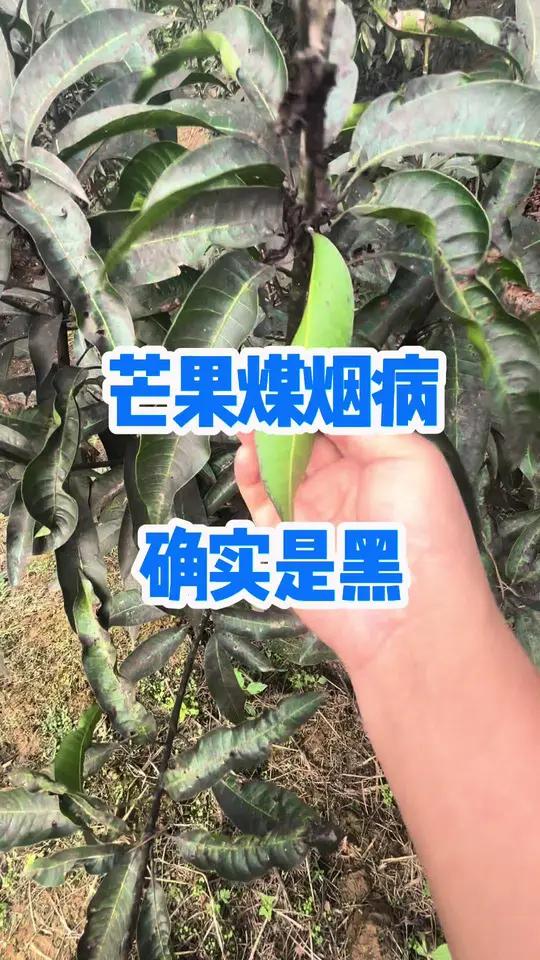 芒果煤烟病太严重了,该如何做