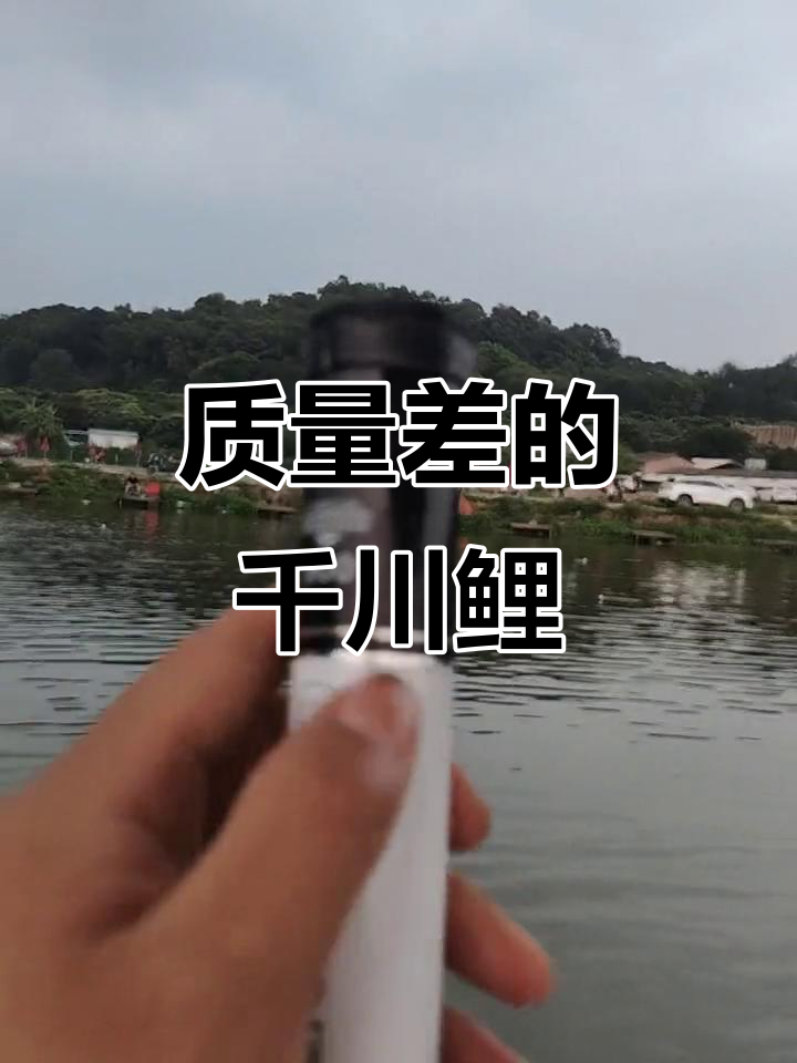 千川鲤战龙鱼竿质量差,千万别买!