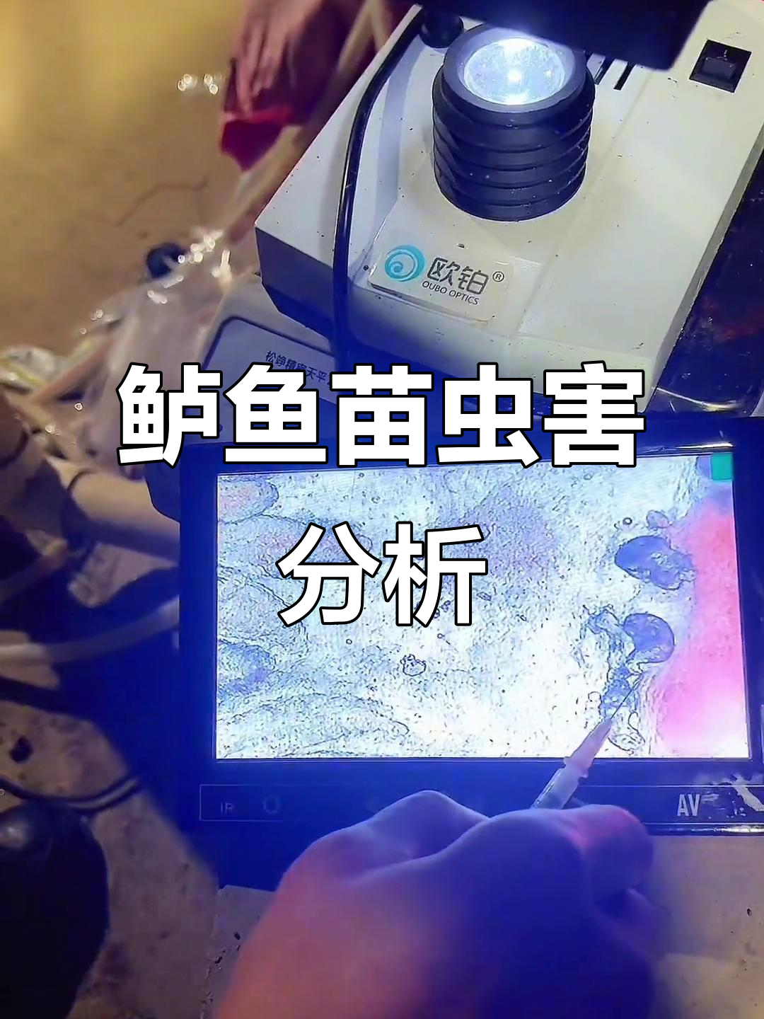 鲈鱼苗虫害大爆发,真螨虫成群结队!