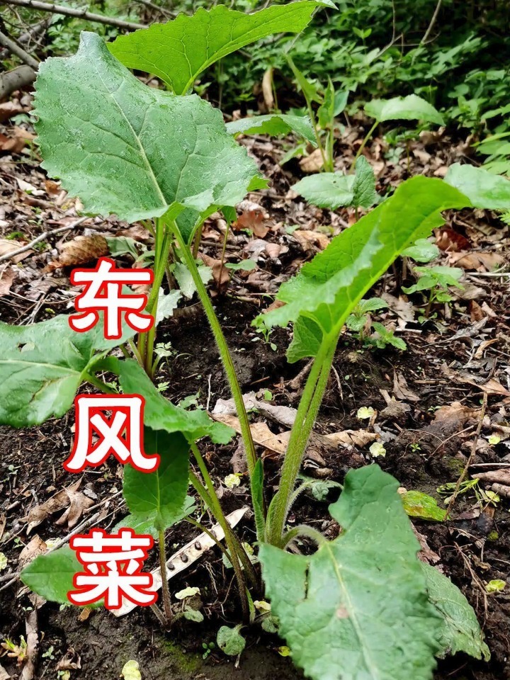 东风菜,是菊科、东风菜属植物,别名大耳毛