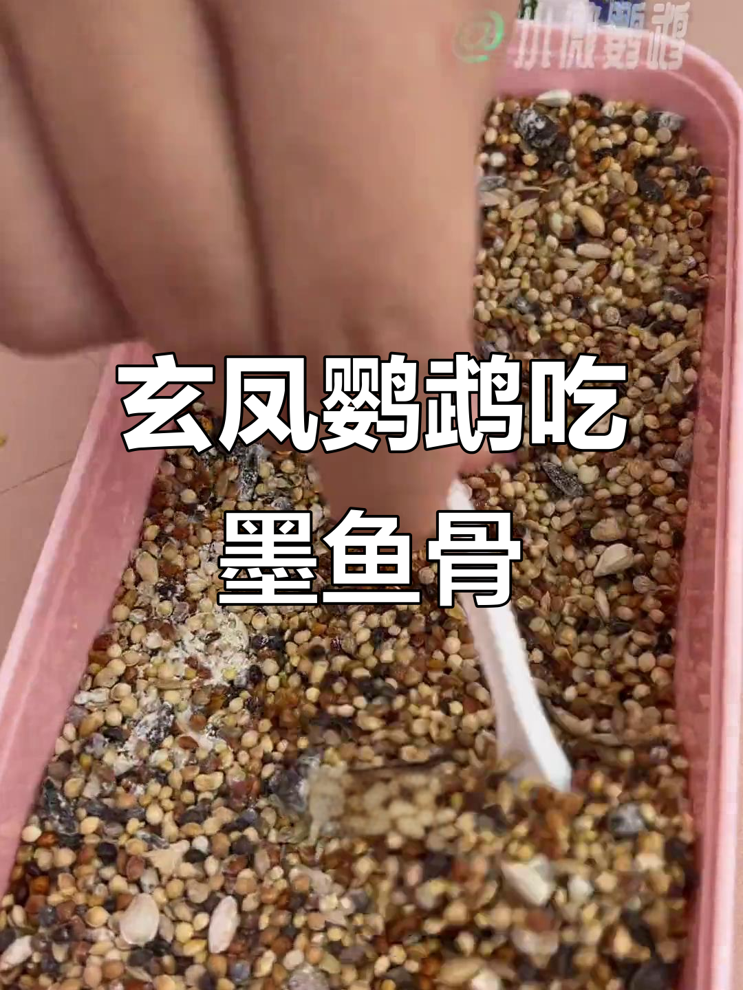 玄凤鹦鹉补钙新方法,墨鱼骨粉轻松搞定