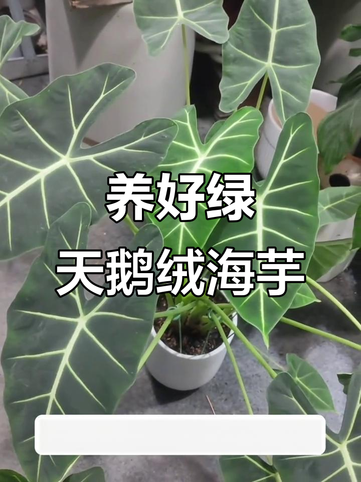 绿天鹅绒海芋养护全攻略:五个要点让它茁壮成长