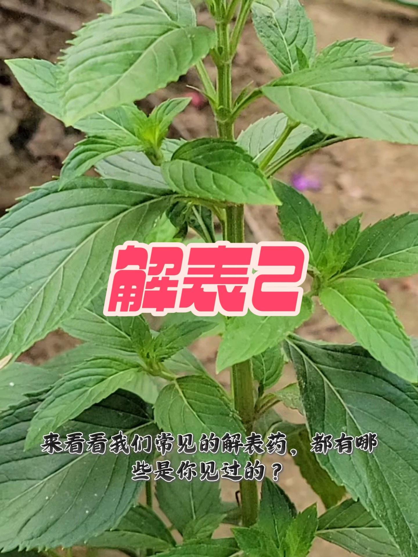 常见的草本植物,他们都是解表的哦!看看你都认识几种!见过吗 常见的解表草本,看看你都认识那