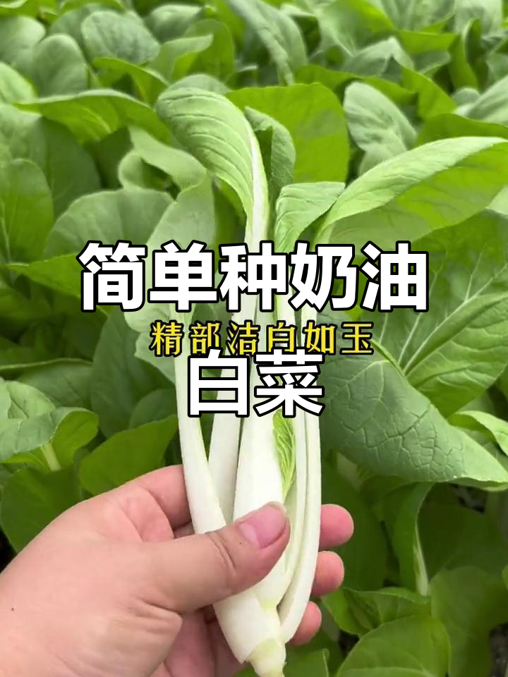 奶油小白菜,清脆又多汁,阳台种植轻松上手