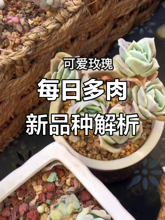 多肉植物品种大揭秘,每天了解新成员