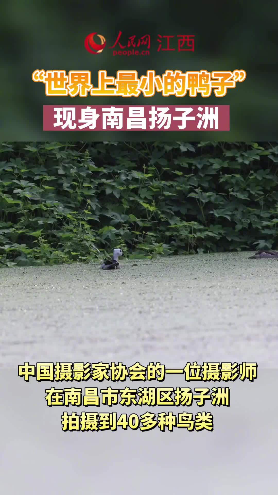 「“世界上最小的鸭子”现身南昌扬子洲」今年四五月份,中国摄影家协会的一位摄影师在扬子洲待了