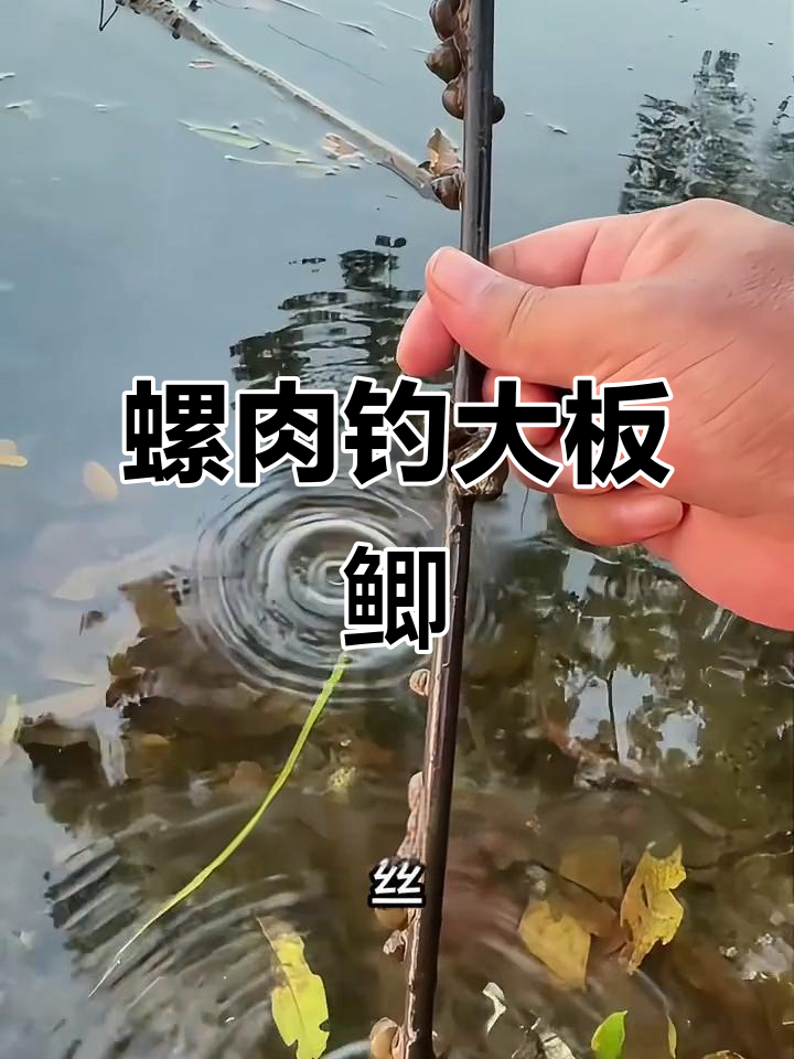 用螺肉自制钓鲫饵，轻松连杆！