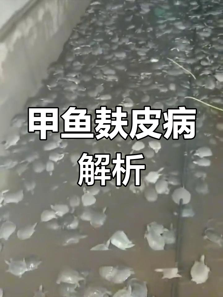 甲鱼温室养殖常见病:麸皮病的病因与防治方法