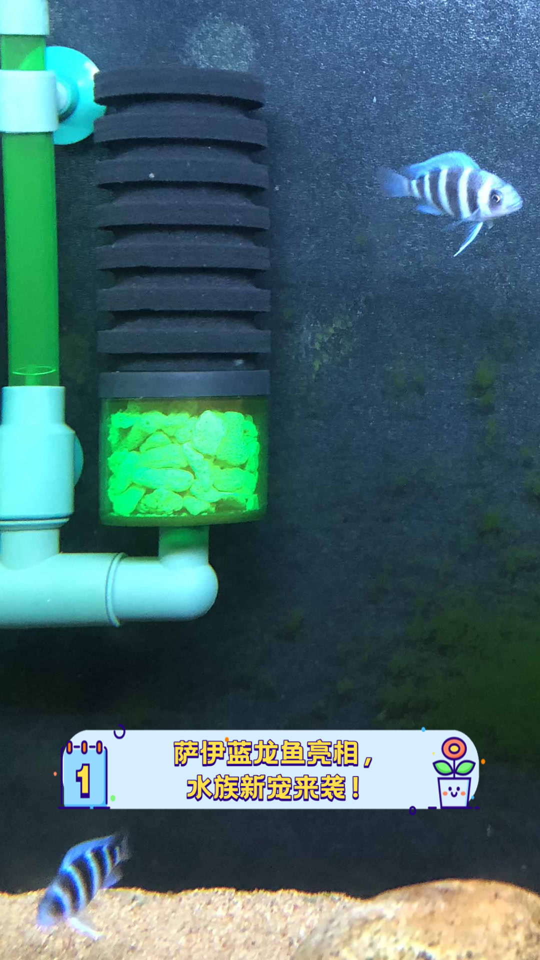 萨伊蓝龙鱼亮相，水族新宠来袭！