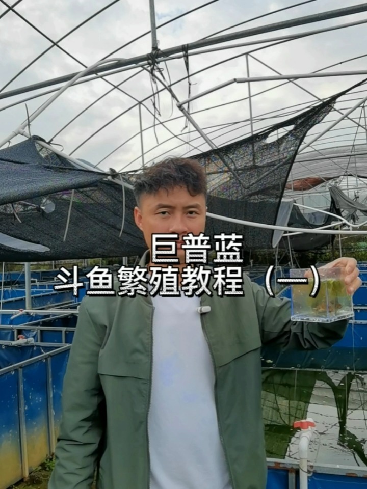 斗鱼巨普蓝国斗鱼繁殖教程