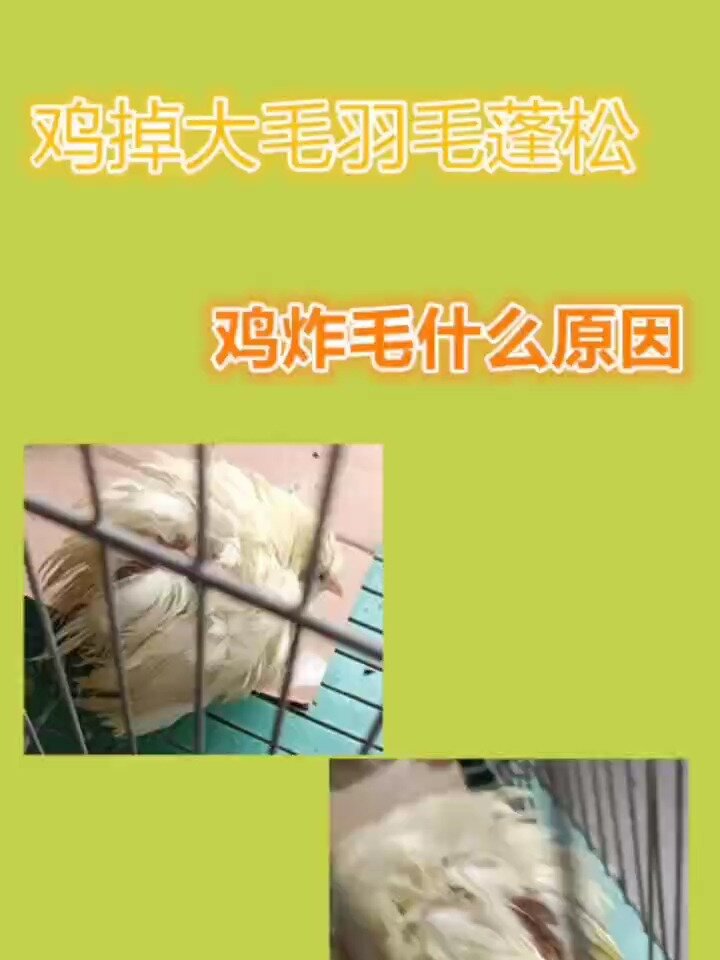 禽医恒艳讲鸡炸毛,掉大毛由哪些原因引起的