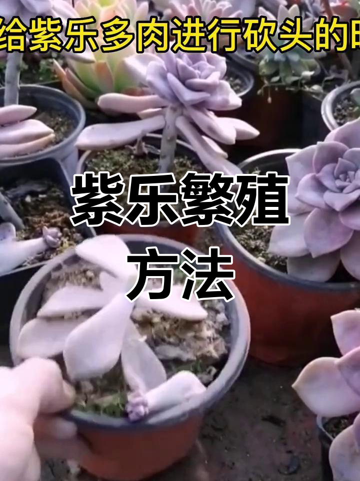 紫乐多肉繁殖技巧:叶片扦插与砍头法详解