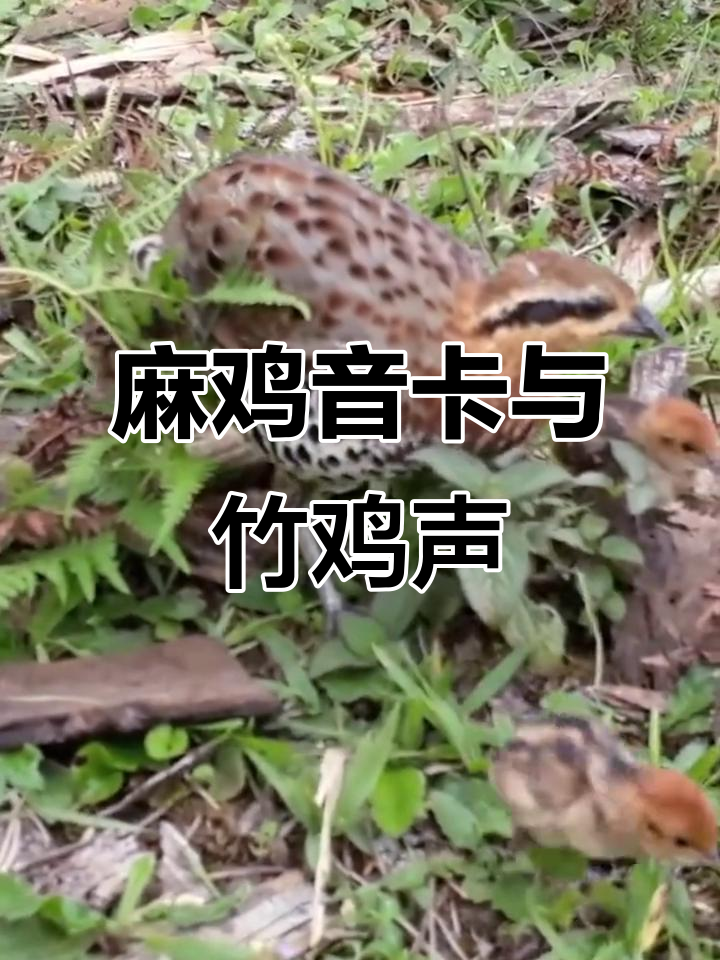 麻鸡音卡制作揭秘，棕胸竹鸡叫声大赏
