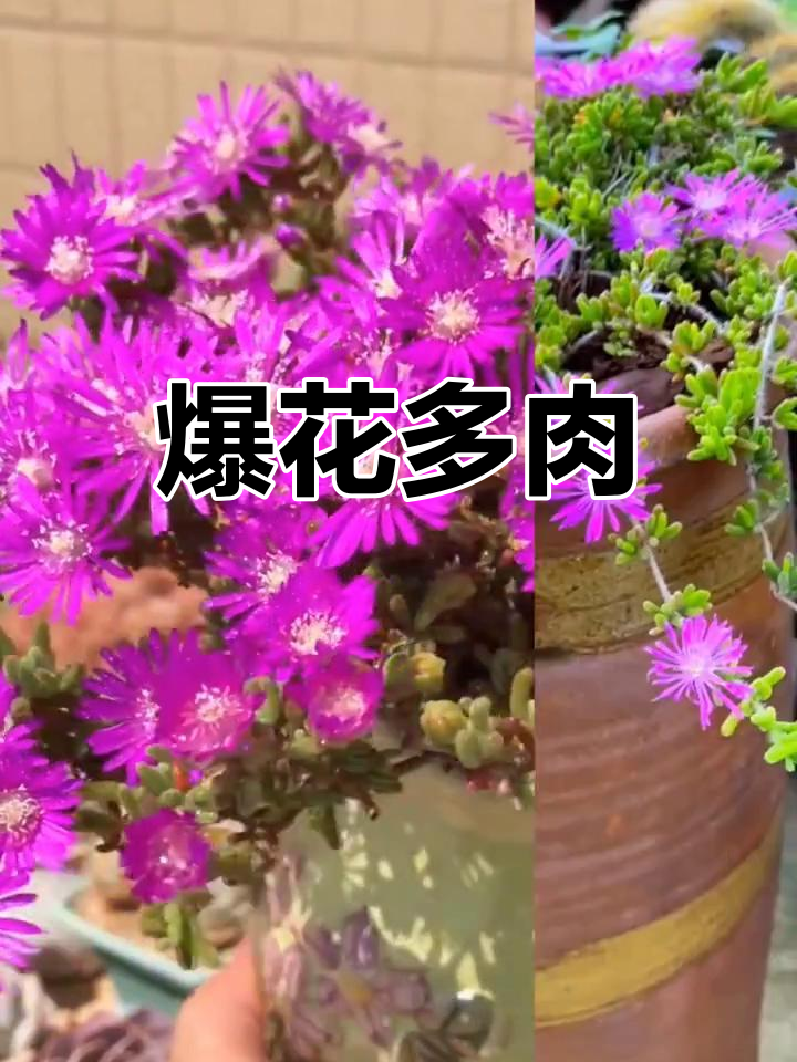 多肉植物,花开时美叶不见,耐寒又耐热,夏季需遮阴
