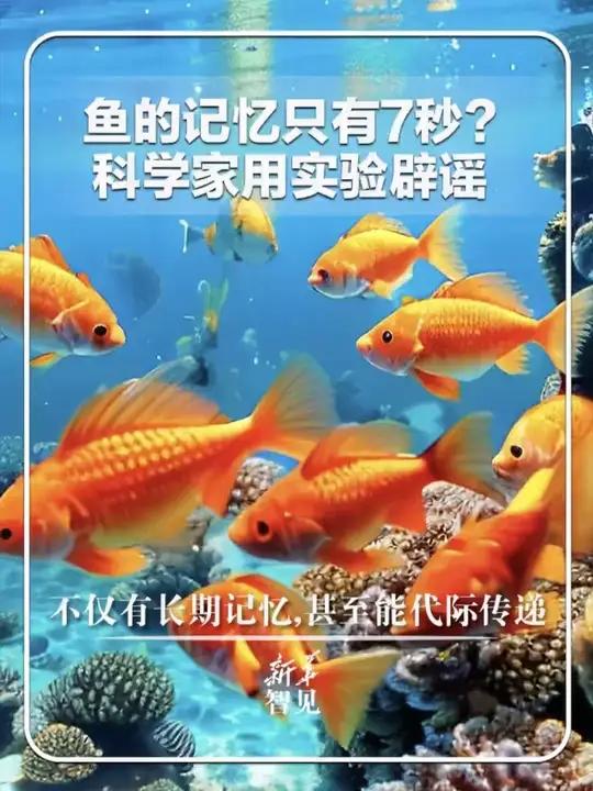鱼的记忆只有7秒?科学家用实验辟谣:鱼不仅有长期记忆,甚至能代际传递。相关研究已在《自然·