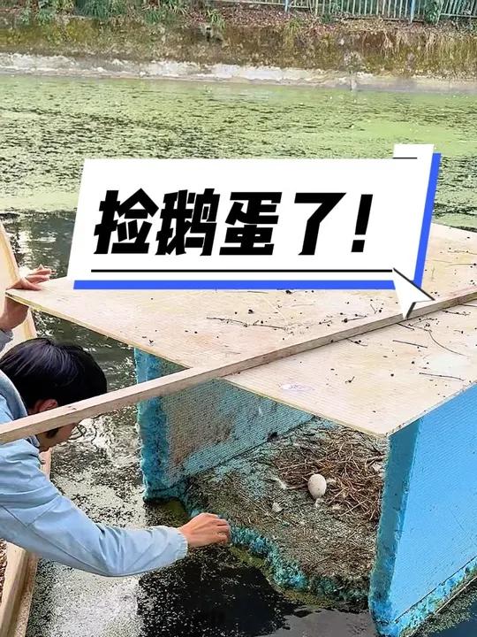 我的好大鹅终于开始下蛋了!就是怎么下在了水上!要划船去捡鹅蛋了!