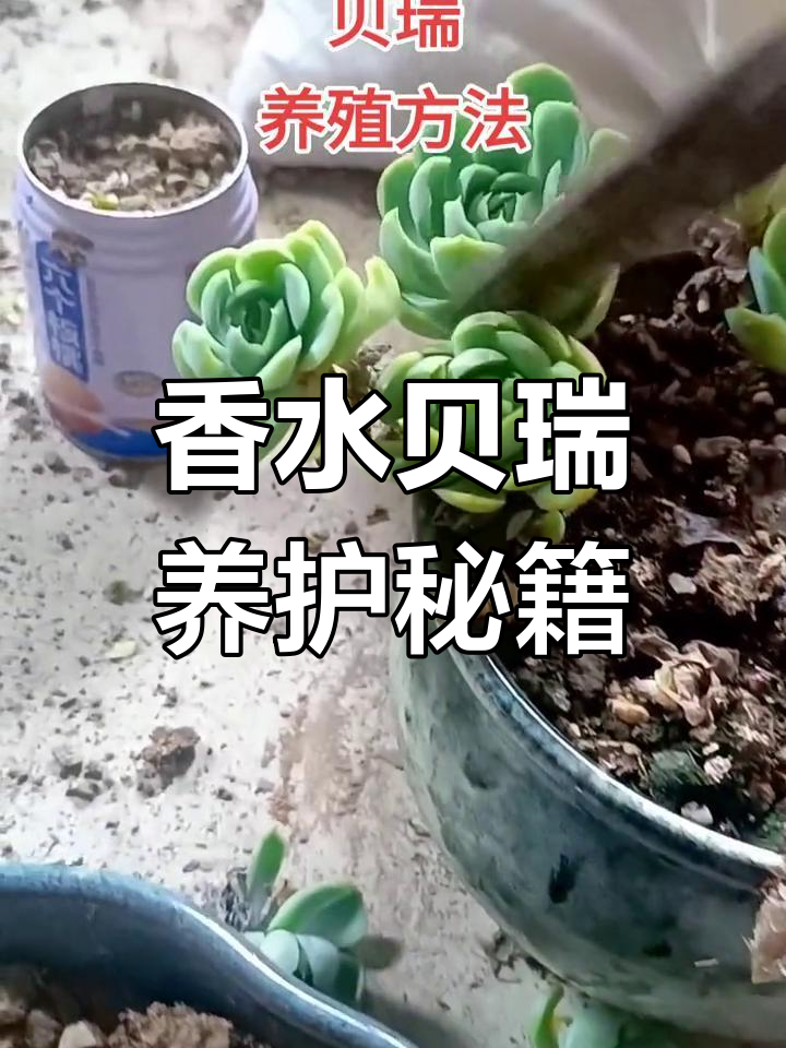 香水贝瑞养殖全攻略:土壤、光照与水分管理要点