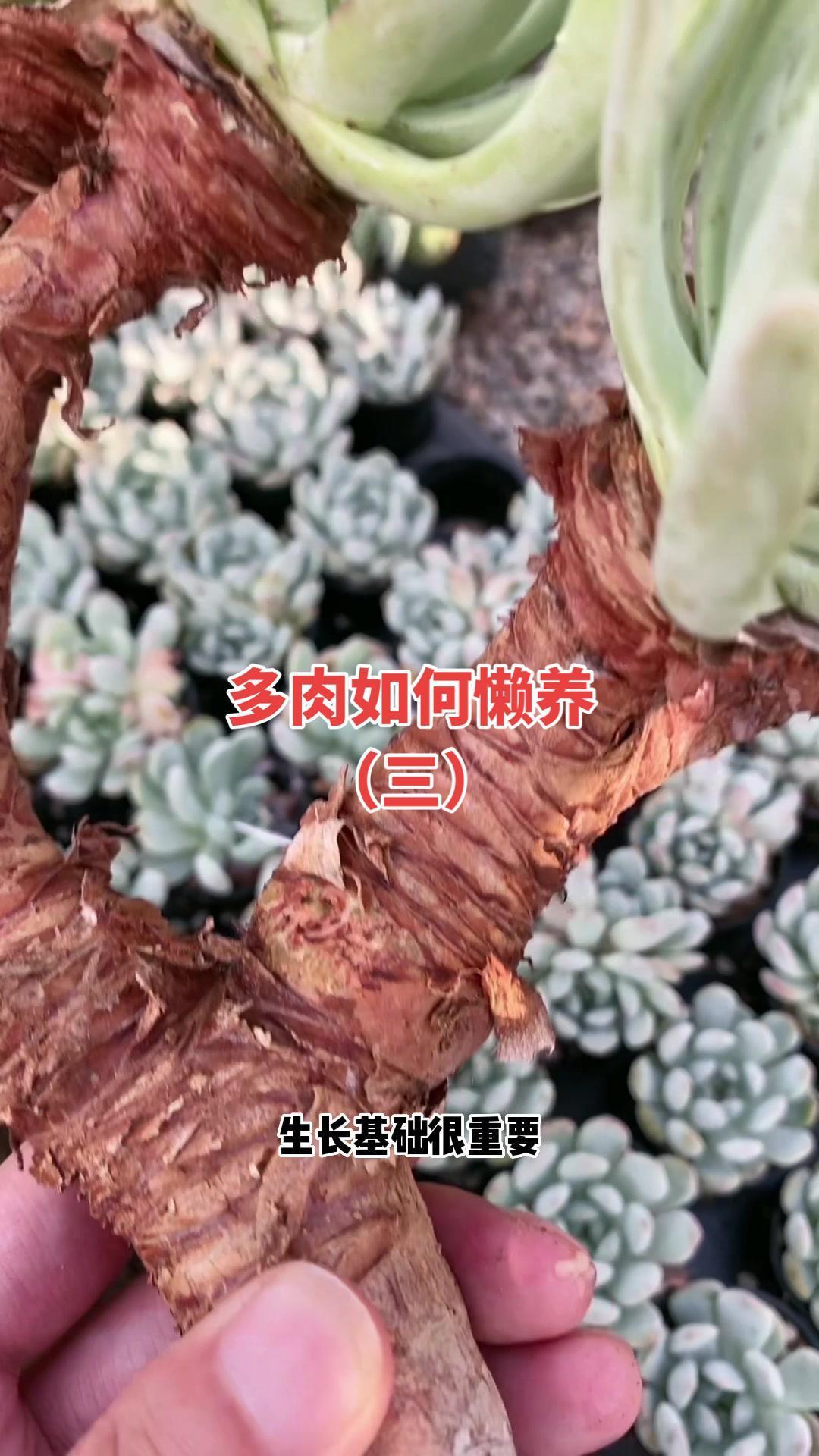 都说多肉属于懒养植物,如何懒养呢?多肉植物 多肉养护 花卉绿植