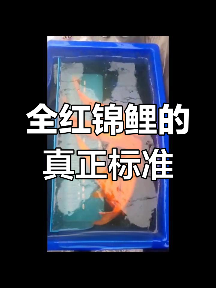 真正的全红鲤鱼长什么样