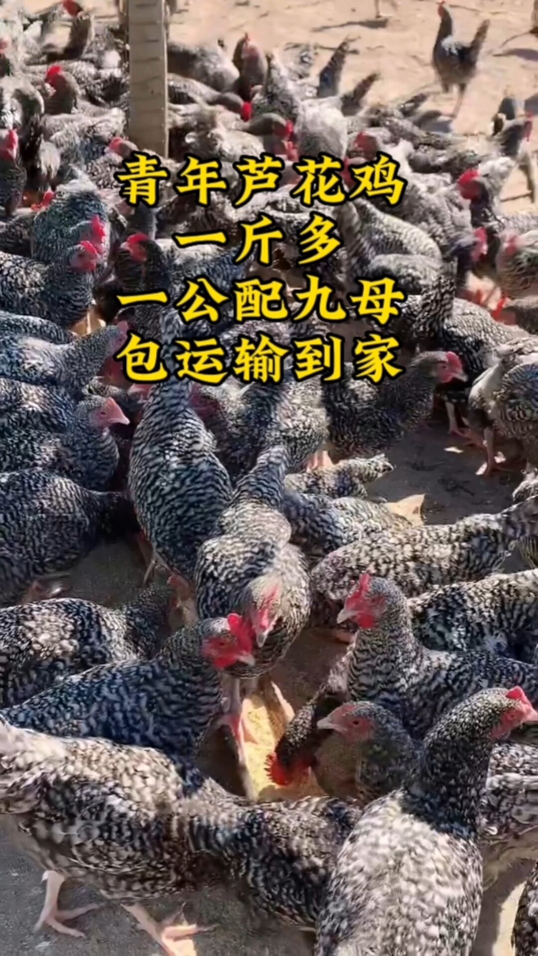 散养芦花鸡好饲养成长快母鸡产蛋量高公鸡肉质紧实可口