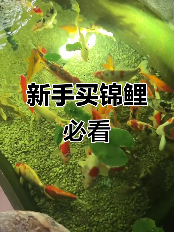 新手养锦鲤避坑指南，选鱼、用药全攻略