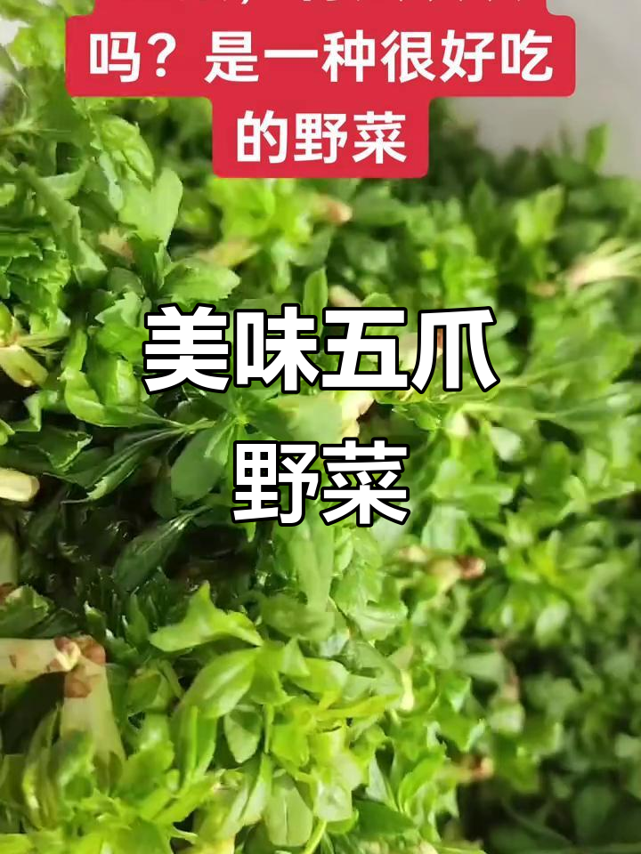 五爪野菜,你尝过吗?味道超赞!