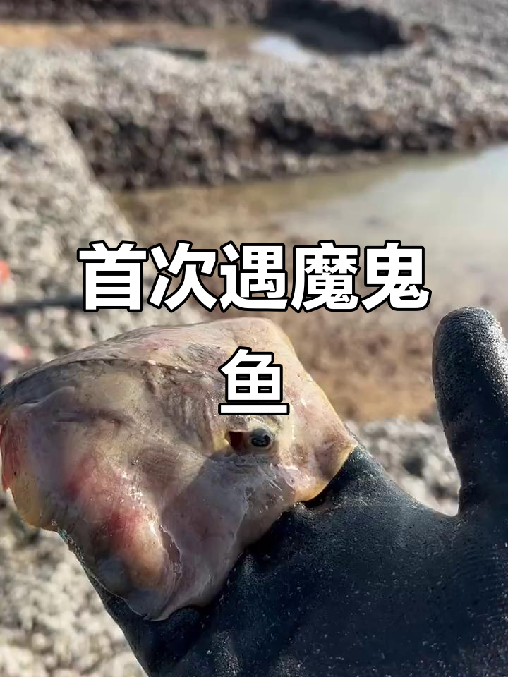 第一次赶海就遇到魔鬼鱼,它竟然不会咬人!